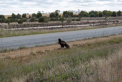 Wedge tail Eagle