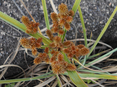 DSCN5455 - Cyperus ligularis, Cyperaceae