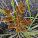 DSCN5455 - Cyperus ligularis, Cyperaceae