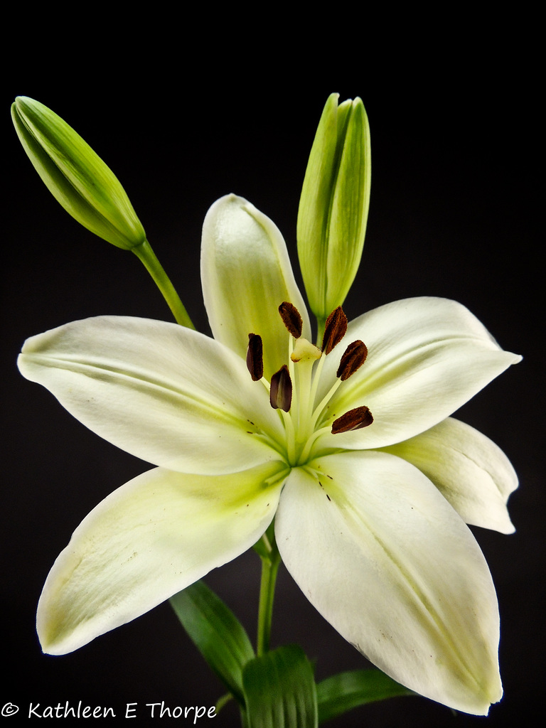 White Tiger Lily close-up - 071812