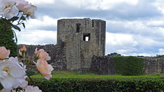 Roses at Barnard Castle