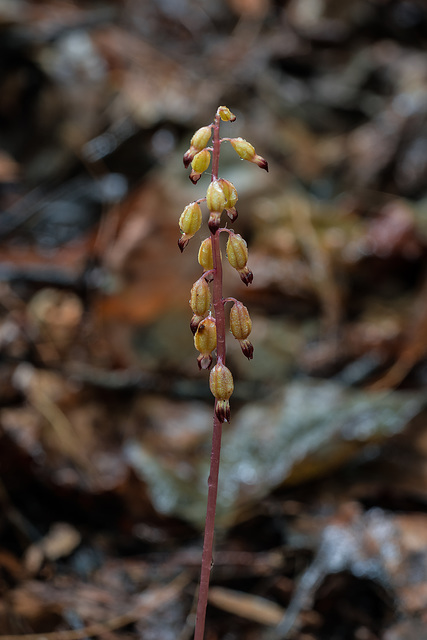 Corallorhiza odontorhiza (Autumn Coral Root orchid)