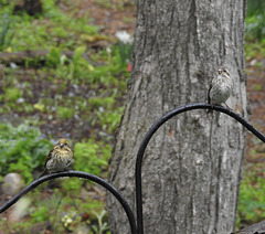 Yellow Purple Finch with female