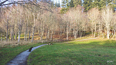 Torrieston Woods walk