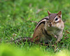 Eastern chipmunk