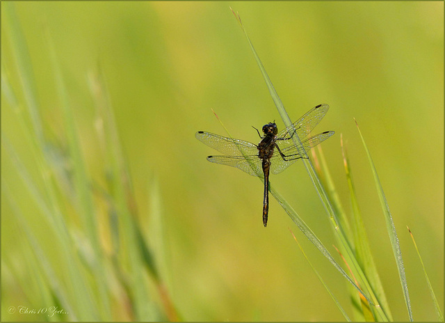 Black darter ~ Zwarte heidelibel (Sympetrum danae)... ♂