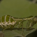 IMG 3193 Mantid-2