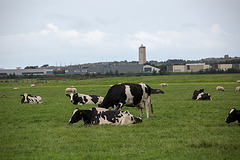 20140907 4773VRAw [NL] Kühe, Terschelling