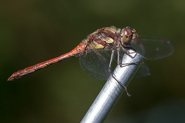 20150821 8536VRAw [D~RI] Große Heidelibelle (Sympetrum striolatum)e,  Rinteln