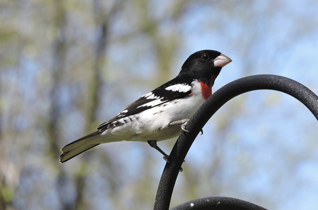 Rose-breasted Grosbeaks