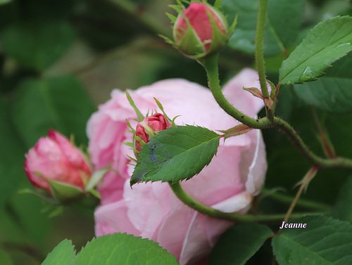 rose chez mon fils Michel