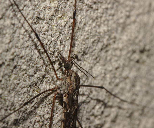 Cranefly IMG_7747