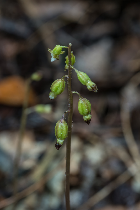 Corallorhiza odontorhiza (Autumn Coral Root orchid)