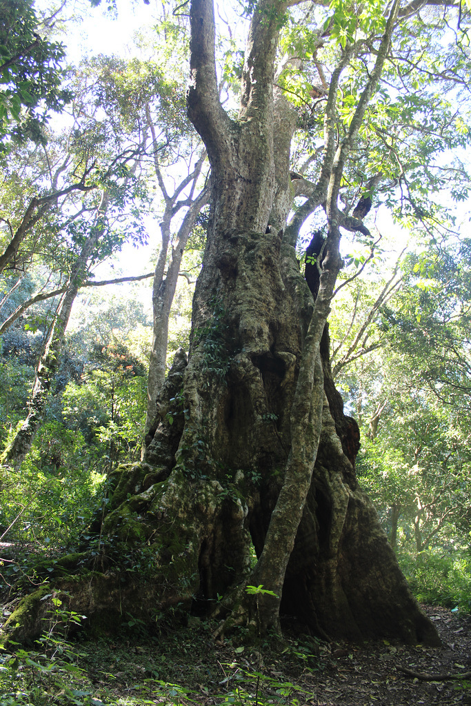 500 Year Old Tree, Kodaikanal 500 Year Old Tree, Kodaikanal