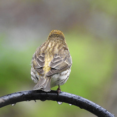 Yellow Purple Finch