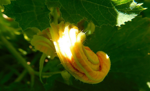 Fleur de courgette