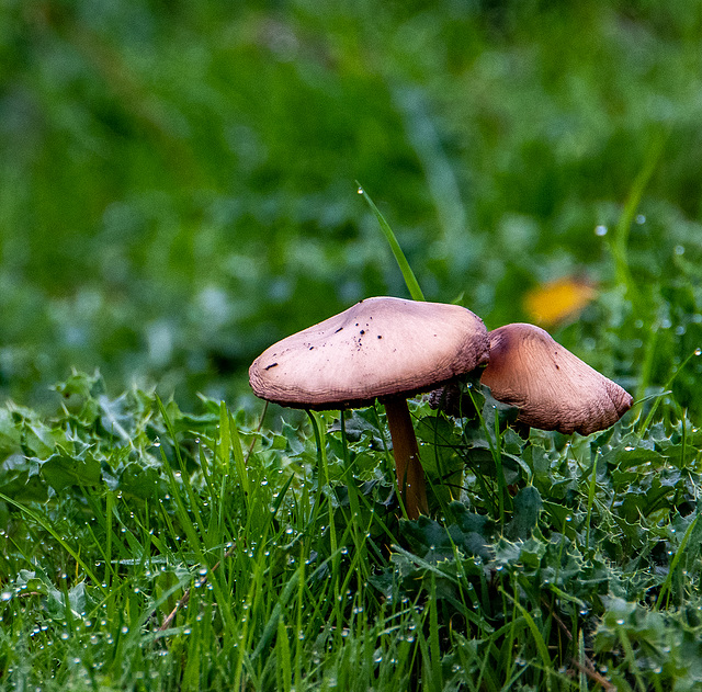 Fungi5