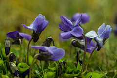 Frühling