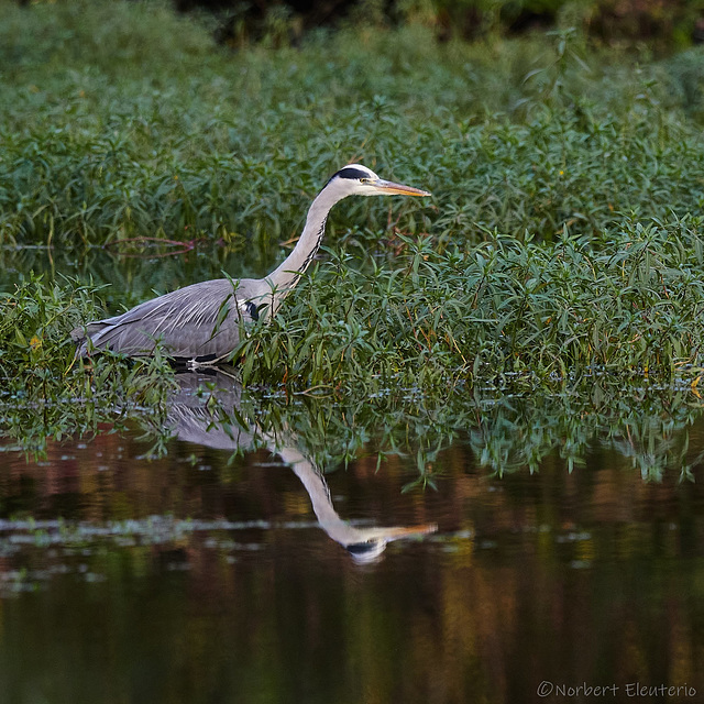 PB142010 Heron - Mirror - 85-75-wm