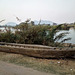 Pirogue laotienne