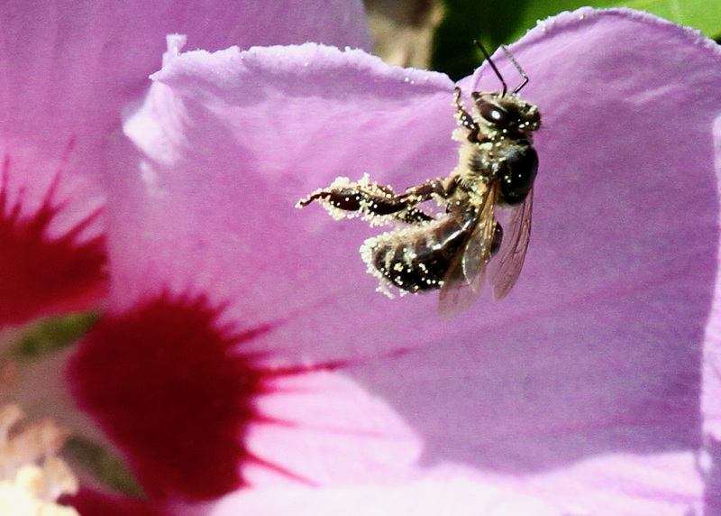 Biene seitlich