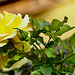 Ma rose jaune du jour