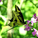 Giant Swallowtail (Papilio cresphontes)