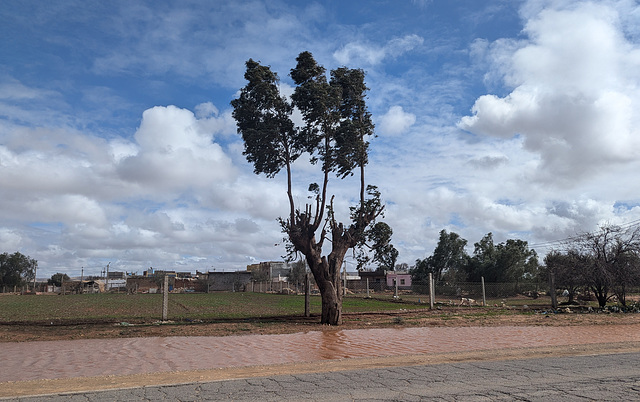 Hétéroclitisme remarquable d'un arbre solitaire