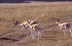 Grant's Gazelle