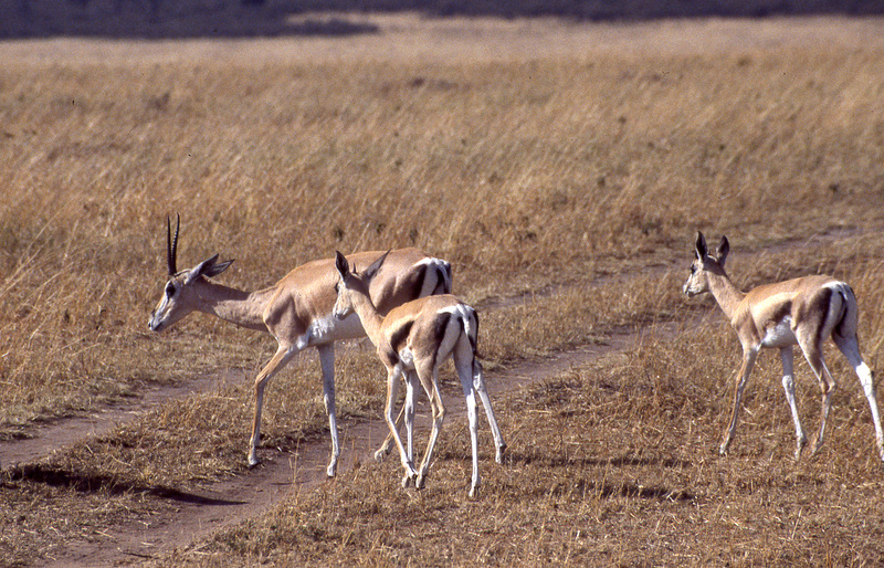 Grant's Gazelle