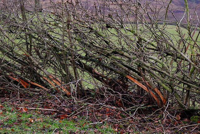 Hedge laying detail