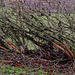 Hedge laying detail