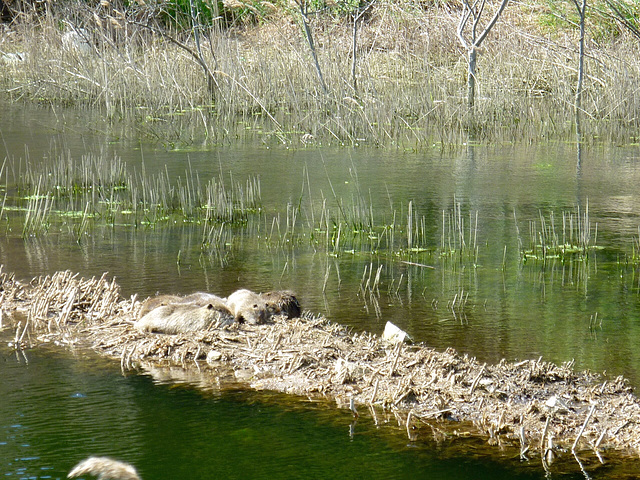 Petite sieste au soleil