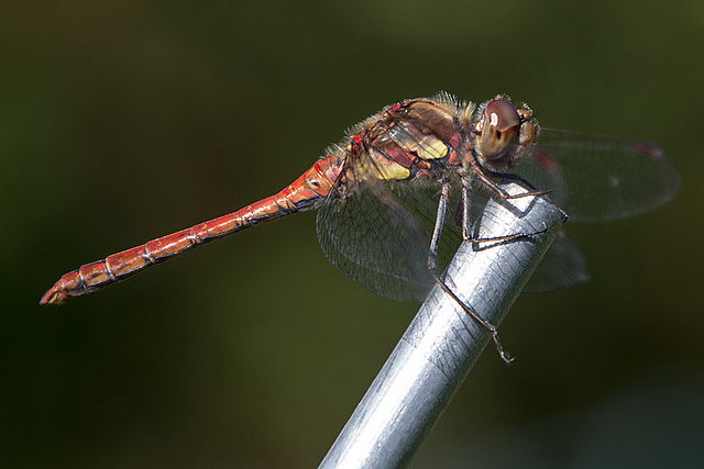 20150821 8537VRAw [D~RI] Große Heidelibelle (Sympetrum striolatum),  Rinteln