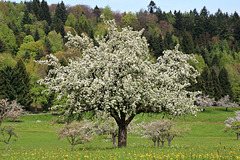 Umgebung des Kohlhofes