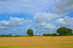 Gnosall fields