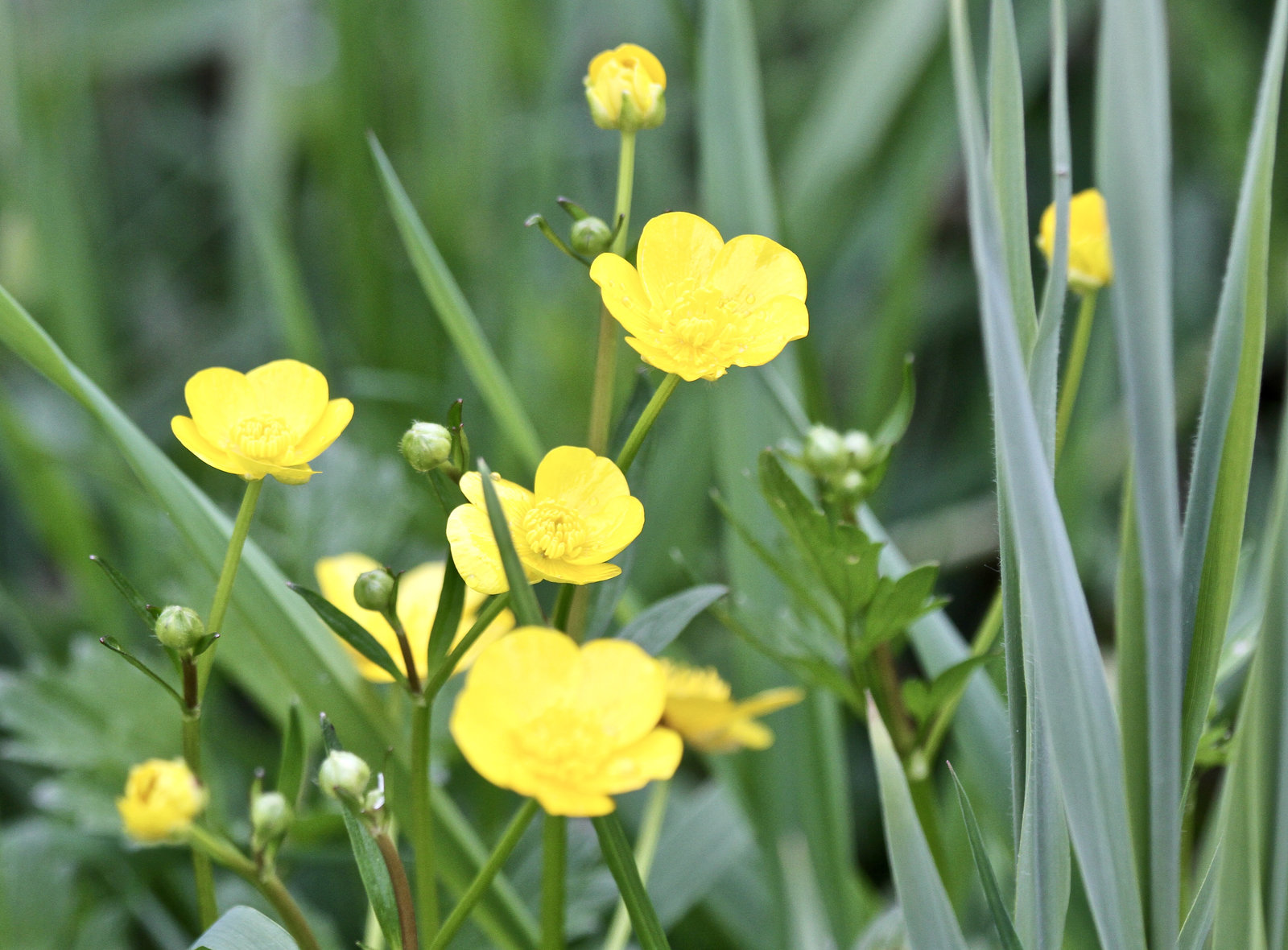 Natur am Weiher