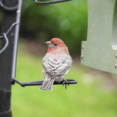 House finch