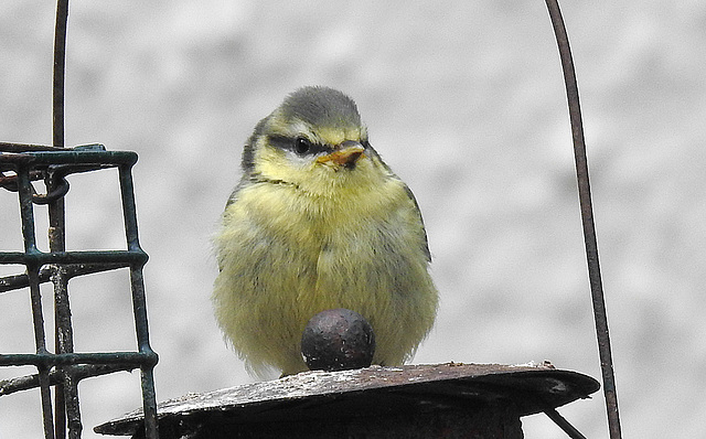 20190614 5316CPw [R~GB] Blaumeise [JV], Waldwanderung, Wales