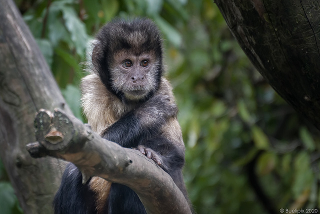 Gelbbrustkapuziner - Zoo Zürich  (© Buelipix)