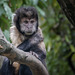 Gelbbrustkapuziner - Zoo Zürich  (© Buelipix)