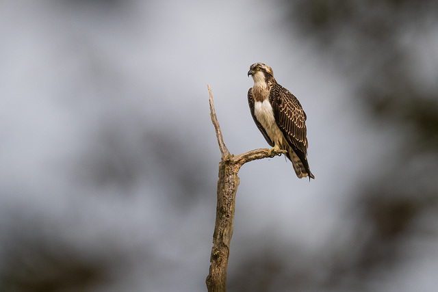 balbuzard pêcheur