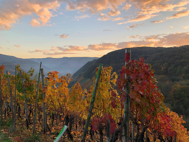 Herbst bei Dernau