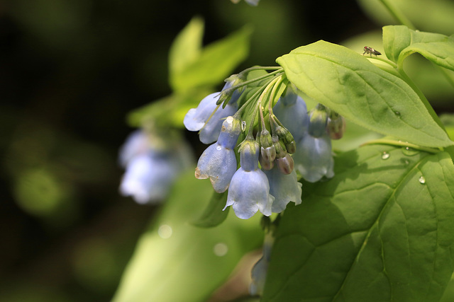 Mountain Bluebells