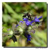 "Andrena Cineraria" sur une Sauge des Prés