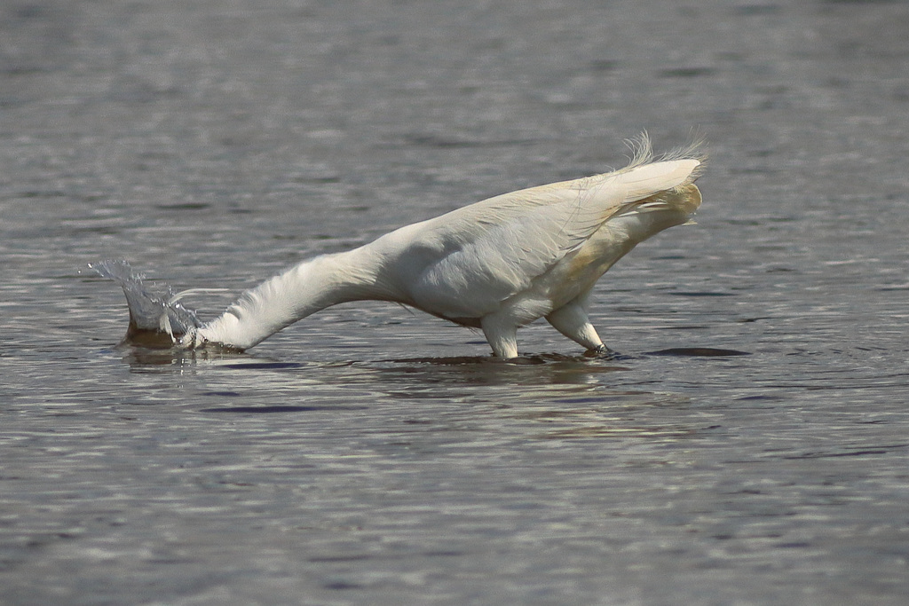 EOS 90D Peter Harriman 11 24 05 78121 egret2 dpp