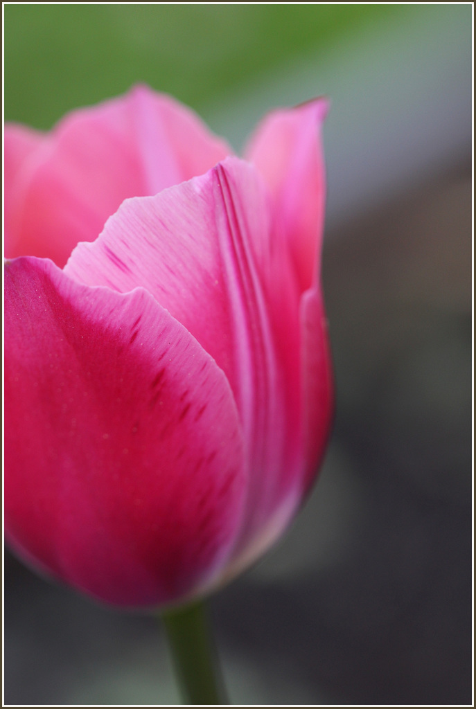 Meine ersten Tulpen