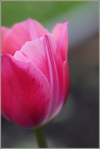 Meine ersten Tulpen