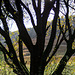 Backlit Deep Clough tree