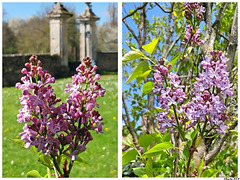 Collage Abb-Lilas